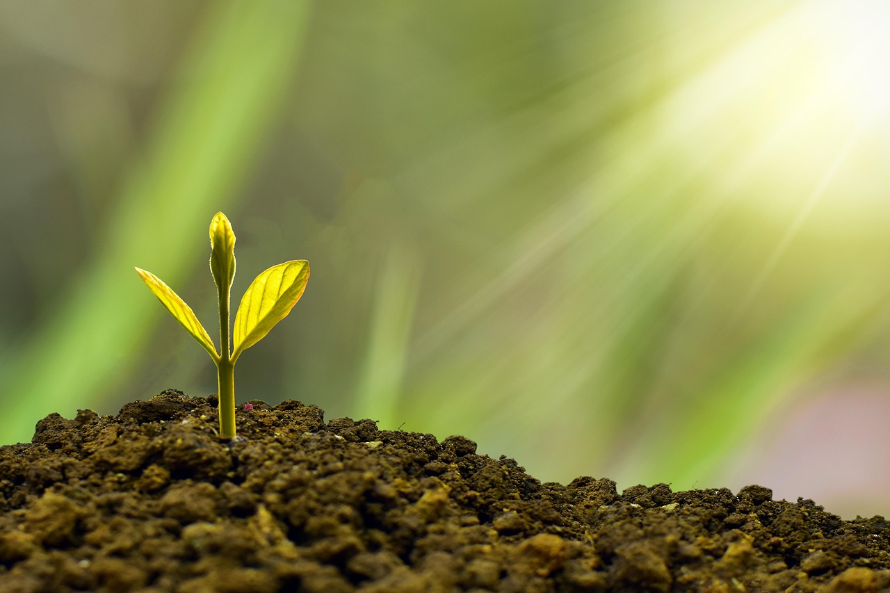 entdecken sie alles rund um nachhaltigkeit: tipps, trends und innovative lösungen für einen umweltbewussten lebensstil. erfahren sie, wie sie nachhaltig handeln und einen positiven beitrag für die zukunft leisten können.