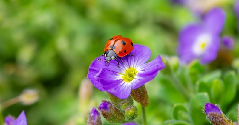 Eichen blühen: Wann die Pollensaison beginnt und was Allergiker wissen müssen
