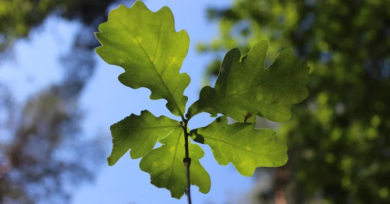 Welche Blüten haben Eichen? Männlich, weiblich, unsichtbar