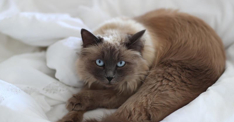 Die teuerste Katze der Welt: So viel kostet der Rekordkater