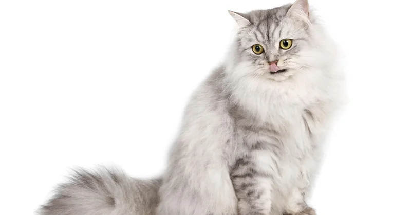 Welche Katze trägt eigentlich den Titel „teuerste der Welt"?