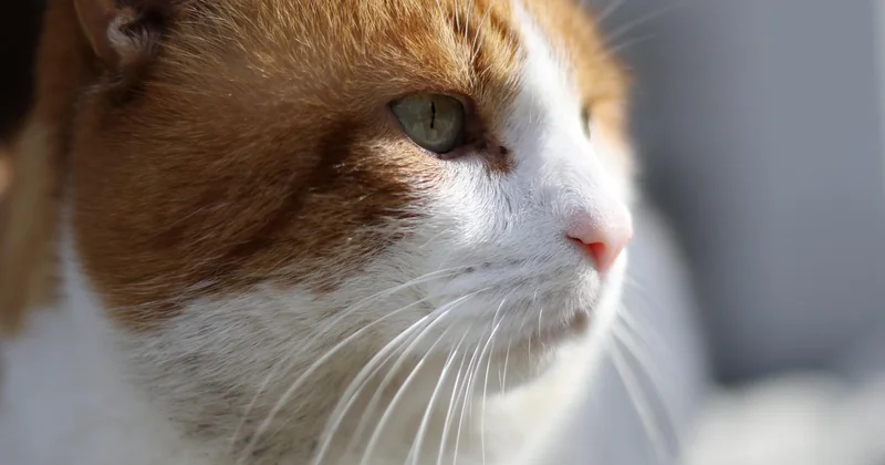 Warum derselbe Kater einmal 800 und einmal 80.000 Euro kosten kann
